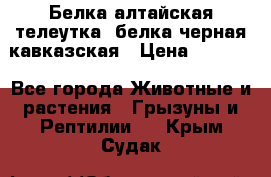 Белка алтайская телеутка, белка черная кавказская › Цена ­ 5 000 - Все города Животные и растения » Грызуны и Рептилии   . Крым,Судак